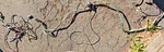 Oem 1968-1972 Chevelle Rear Tail Light Wiring Harness Gm A-body. Fixed Price $69.00.
